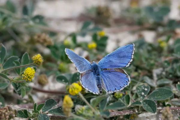 stock image Icarus butterfly, Polyommatus icarus, perched on ground vine, Beniarres, Spain