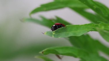 Yedi noktalı uğur böceği, Coccinella septempunctata, bitki yaprağı, Beniarres, İspanya 'da 180 derece dönüş yapıyor.