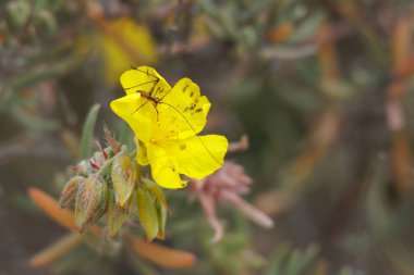 Biberiye kavanozunun sarı çiçeği (Helianthemum syriacum), Alcoy, İspanya