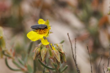 Antaksiya böceği sürünen kavanoz çiçeği, Fumana ericoides, Alcoy, İspanya