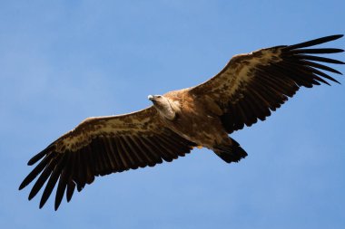 Griffon akbabası, gyps fulvus, mavi gökyüzü arka planıyla uçan Alcoy, İspanya