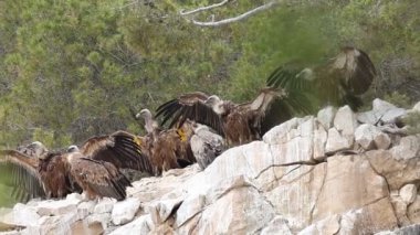 Griffon akbabaları, Gyps fulvus, vücut ısılarını düzenlemek için kanatları açık kayalara tünemiş, Alcoy, İspanya
