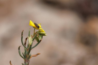 Acmaeodera cisti beetle feeding on yellow flower of jarilla rosemary plant (Helianthemum syriacum), Alcoy, Spain clipart