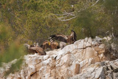 Griffon akbabaları, Gyps fulvus, vücut ısılarını düzenlemek için kanatları açık kayalara tünemiş, Alcoy, İspanya