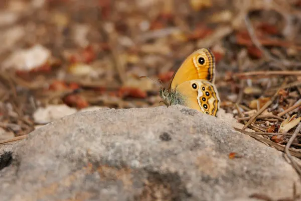 İspanya, Alcoy 'daki çam ormanında taş üstüne kelebek.