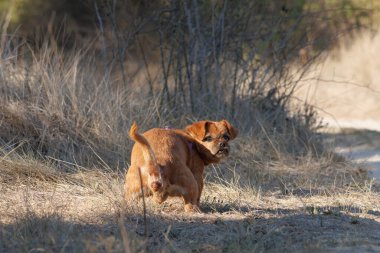 Small dog shitting in the field