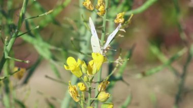 Ön dişi lahana kelebeği, Pieris brassicae, beyaz hardal çiçeğiyle (Sinapis alba) yemek ve uçmak, Beniarres, İspanya