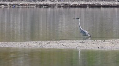 Gri Heron, Ardea Cinerea, Beniarres Barajı 'nın suyunda yürüyordu.