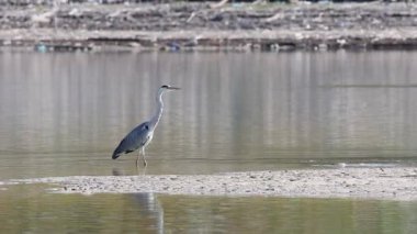 Gray Heron, Ardea Cinerea, Beniarres bataklığı, İspanya 'daki kahvaltı kaçışını izliyor.