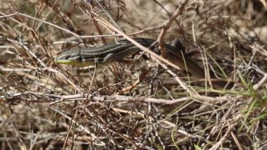 İspanyol İber kertenkelesi (Podarcis hispanicus) kanını ısıtan ormanaltı ormanlarının arasında, Alcoy, İspanya