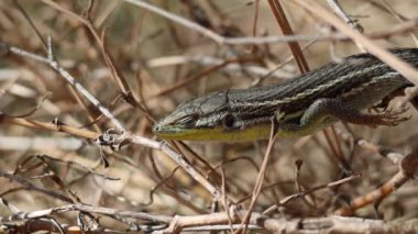 İspanyol İber kertenkelesinin (Podarcis hispanicus) yakın plan çekimi, Alcoy, İspanya