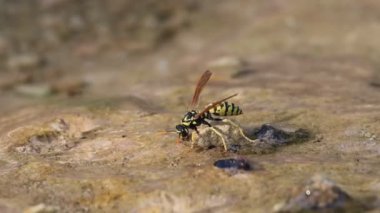Eşek arısı sokması yüzünden yazın tehlike, Alcoy, İspanya