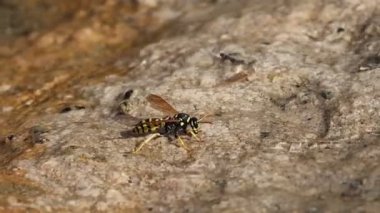 Arı derenin kıyısında su içtikten sonra uçar gider, Alcoy, İspanya