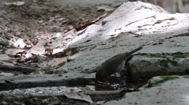 Robin, Erithacus Rubecula, Hortet del Pobre eğlence bölgesinde içme suyu, Alcoy, İspanya