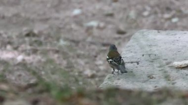 Yaygın ispinoz, Fringilla coelebs, bir kayanın üzerinde yürümek, Alcoy, İspanya