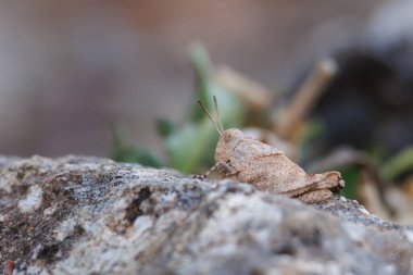 Çekirge trimerotropisi kayanın arkasında, Alcoy, İspanya