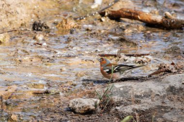 Sierra de Mariola, İspanya 'da Alcoy Pretorio' nun küçük bir deresinde içki içen, Fringilla Coelebs