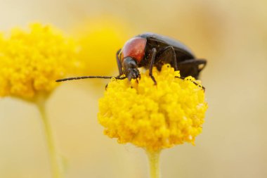 Kırmızı boyunlu heliotaur (Heliotaurus ruficollis) Santolina çiçeğinde yer, Alcoy, İspanya