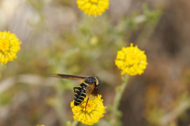 Arı sineği lomatia sp Santolina bitkisiyle beslenir.