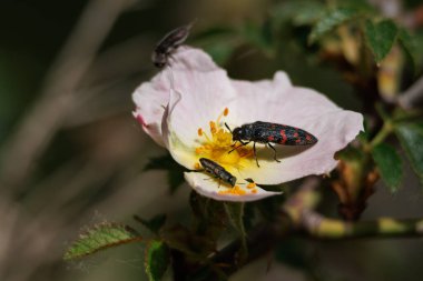 Acmaeodera beetle feeding on wild rose flower (Rosa pouzinii) accompanied by other beetles, Alcoy, Spain clipart