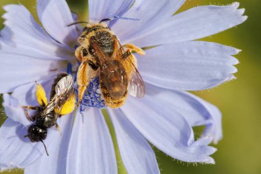 Dasypoda pantolon arısı, beslendiği yer olan Alcoy, İspanya 'daki hindiba çiçeğinden (Cichorium intybus) küçük panurgus arısını kovar.