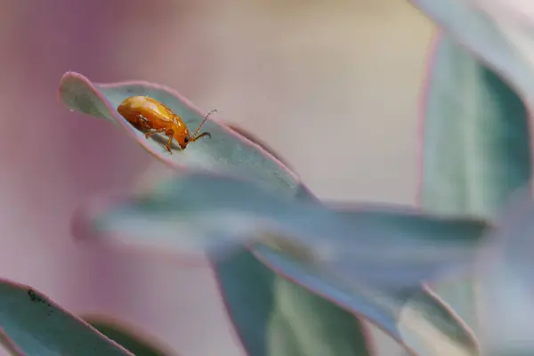 Bitki yaprağında Aulacophora böceği, Alcoy, İspanya