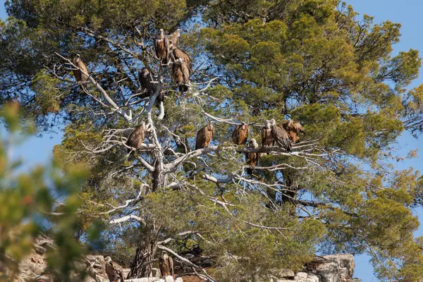 stock image Flock of griffon vultures, Gyps fulvus, perched in a tree in the Parc Natural dels Voltors of Alcoi, Spain