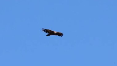 Griffon akbabası, Gyps fulvus, kanatlarını çırpıyor mavi gökyüzü arka planıyla, Alcoy, İspanya