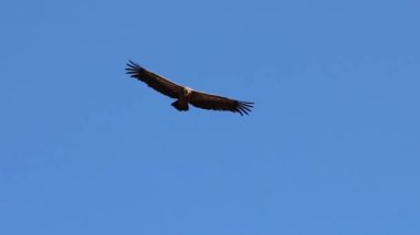 Griffon akbabası, Gyps fulvus, mavi gökyüzü arka planıyla uçan Alcoy, İspanya
