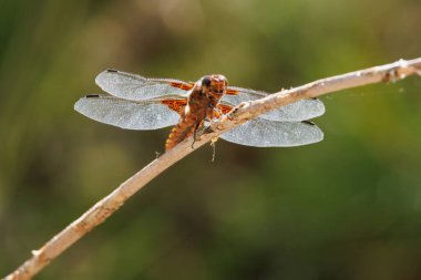 Bir yusufçuk sineğinin altında Libellula depressa bir sazlığın ucuna tünemiş, Alcoy, İspanya