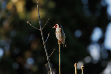 Avrupa ispinozu (Carduelis carduelis), İspanya 'nın Alcoy kentindeki Fuente Roja doğal parkında gün batımında ağaç dalına tünedi.