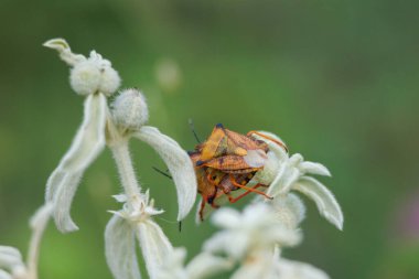 Bir çift Akdeniz kokulu böcek (Carpocoris Mediterraneus) tavşan kulak bitkisi (stachys byzantina), Alcoy, İspanya