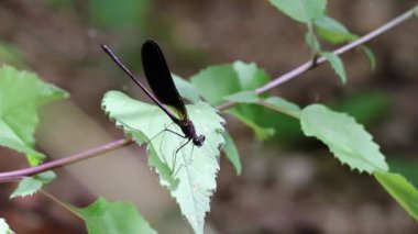 Damselfly Calopteryx Hemoroidalis yaprak, Alcoy, İspanya