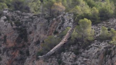 Sierra de Mariola doğal parkındaki Barranc del Cint 'e doğru uçan griffon akbabasına (gyps fulvus) yakın çekim