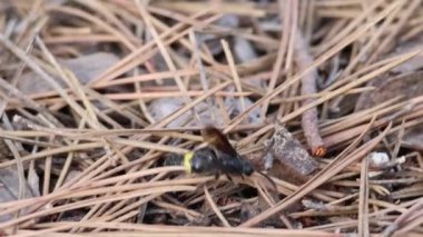 Yalnız eşek arısı Anoplius samariensis uçamadığı zaman çam iğneleri arasında saklanacak yer ararken İspanya Alcoy 'da