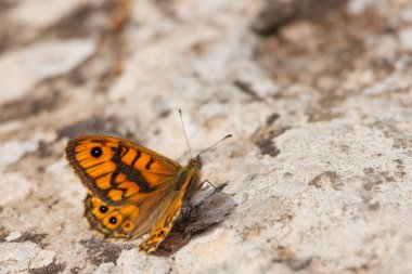 Lasiommata megera kelebeği Sierra de Mariola doğal parkında bir kayanın üzerine tünemiş, Alcoy, İspanya