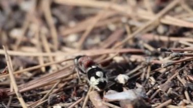 Dişi eşekarısı Dasylabris atrata Sierra de Mariola doğal parkında çam yaprakları arasında yürüyor.