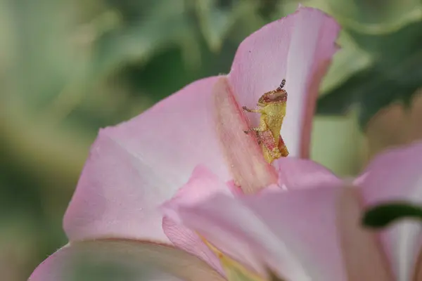 Çekirge peri çiçeği, Alcoy, İspanya 'ya tünemiş.