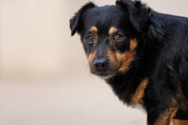 Küçük Lancashire Heeler köpeği üzgün bir şekilde kameraya bakıyor.