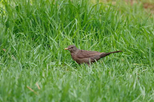 Alcoy, İspanya 'da bir halk parkının çimlerinde dişi karatavuk (Turdus merula)