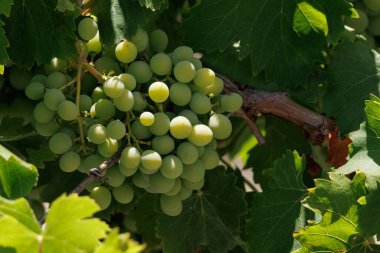 Sarmaşıkta olgunlaşan üzümler, Alcoy, İspanya