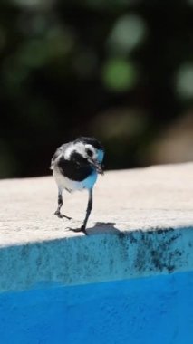 Beyaz kuyruk ya da kar kuşu (Motacilla alba) gagasında bir arı sineğiyle havuzun kenarında yürüyor, Alcoy, İspanya