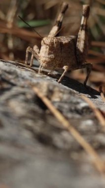 Kum renkli çekirge uzuvlarını hareket ettiriyor ve kameraya tehlikeli bir şekilde bakıyor, Alcoy, İspanya