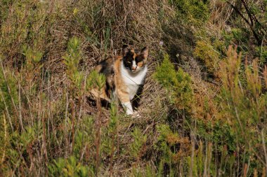 Calico sokak kedisi çalılıkların arasında kamufle oldu, Alcoy, Alicante