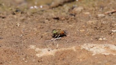 Uçan arılar uçuyor Eristalinus taeniops uçuyor, Alcoy, İspanya