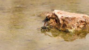 Kayaların yanında süzülen eşek arısı uçup gider, Alcoy, İspanya