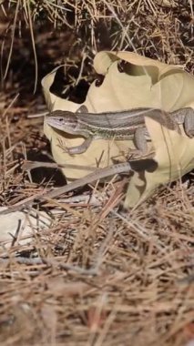 İspanyol İber kertenkelesi (Podarcis hispanicus) kuru yaprak üzerinde güneşleniyor, Alcoy, İspanya