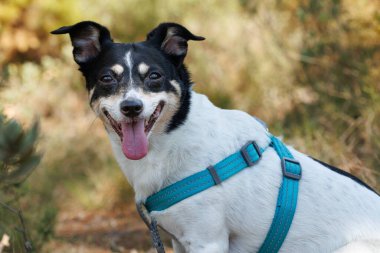 Dişi Bodeguero şahin köpeği Alcoy, İspanya 'ya bakıyor.