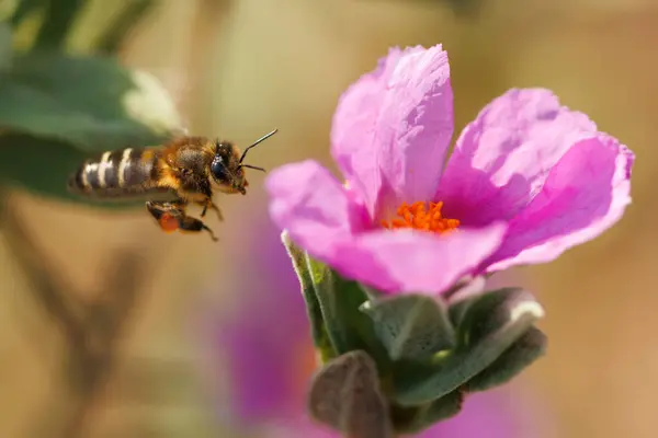 Arı (apis mellifera) kaya gülüne doğru uçar (cistus albidus), Alcoy, İspanya