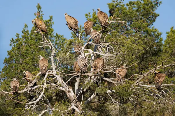 Sierra de Mariola de Alcoy doğal parkı Projecte Canyet, İspanya 'daki ölü bir ağaca tünemiş bir grup griffon akbabası.